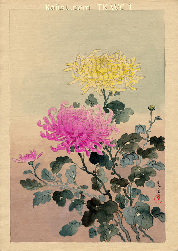Chrysanthemumy